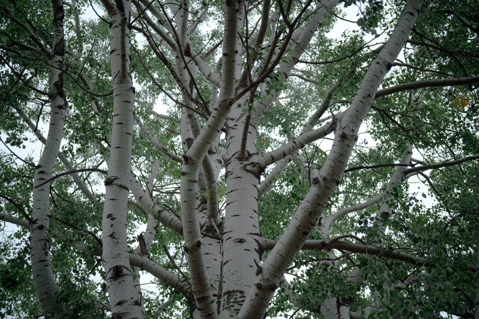 Wzmacniamy naszą Fundację 🍀